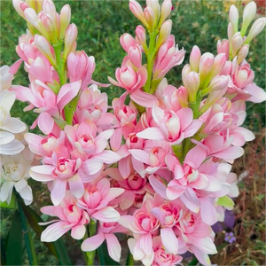 MidnightPetal – Luxury Tuberose Fragrance