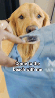 DoggoShade - Comfort & Sun Protection