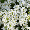 EcoCarpet – Creeping Thyme Lawn Cover Seeds