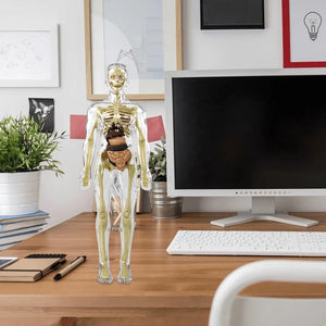 AnatoView – 3D Clear Body Structure Model