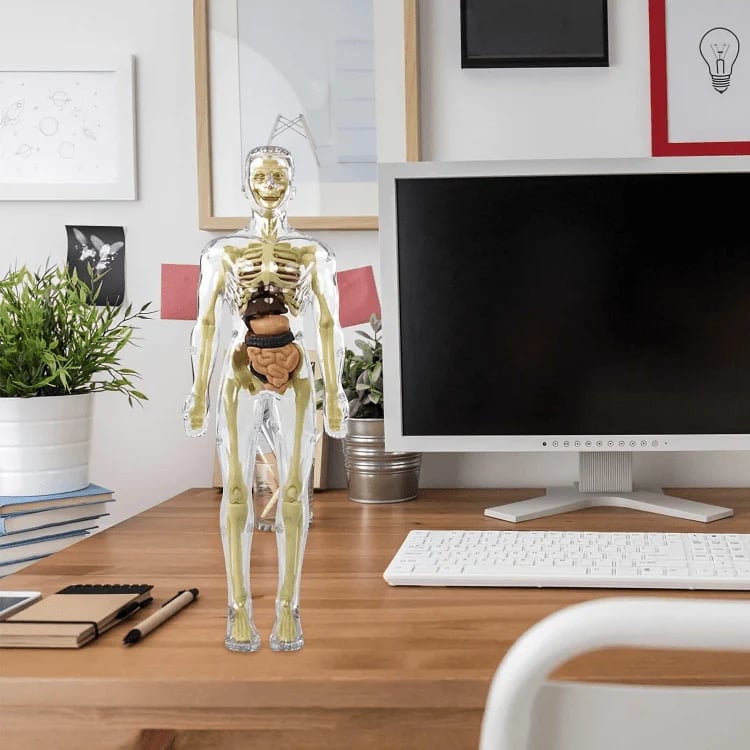AnatoView – 3D Clear Body Structure Model