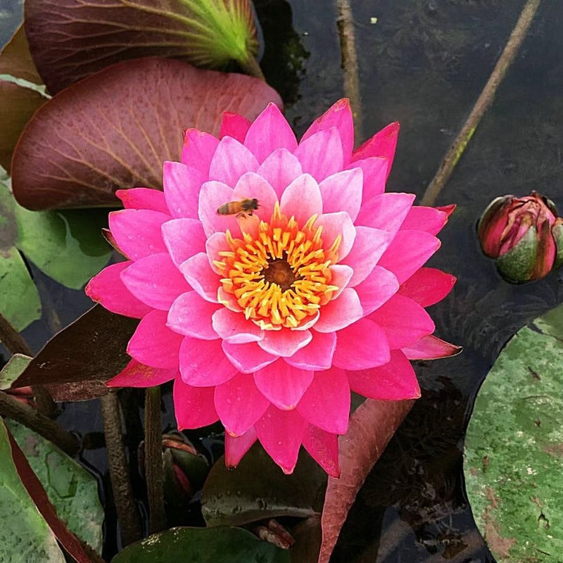 LotusBloom – Sacred Bonsai Bowl Seeds