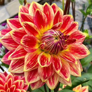 PetalCrown – Rare Double Bloom Dahlia Garden Flowers