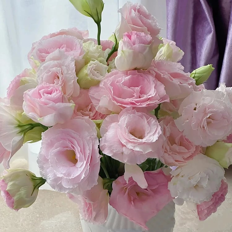 PetalSerenity – Premium Lisianthus Seeds