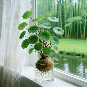 GreenEase – Red Rattan Low Maintenance Houseplant