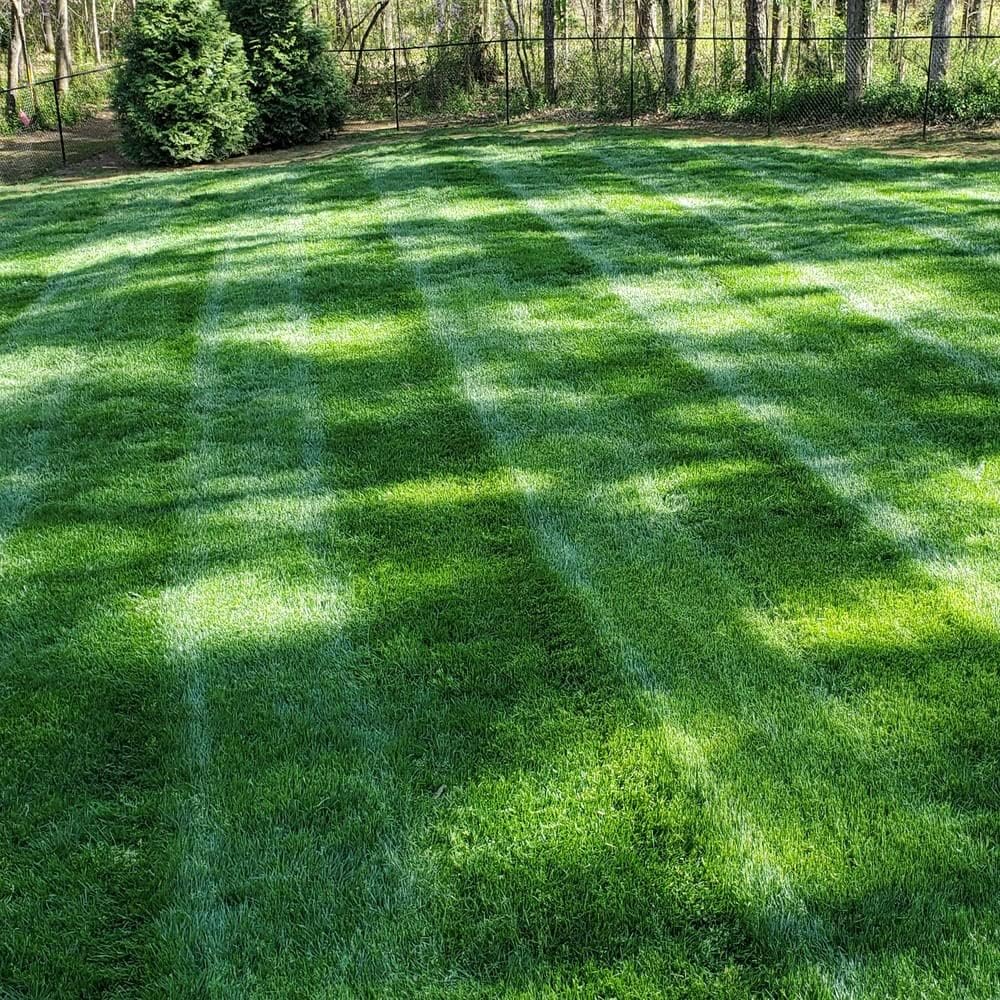 🌱2026 Evergreen Dwarf Grass Seed | For Four Seasons