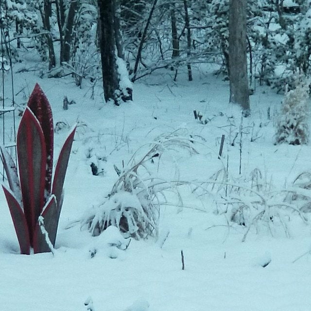 AgaveAura - Illuminated Agave LED Accent Lamp