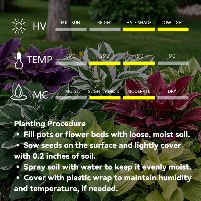 CalmBloom - Perennial Hosta Seeds for Soothing Green Corners