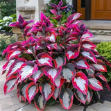 CalmBloom - Perennial Hosta Seeds for Soothing Green Corners