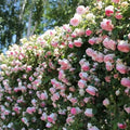 Pink & White