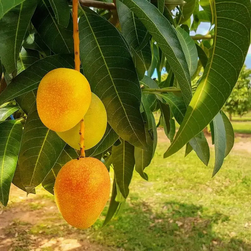 Mango Majesty – Tropical Grow Kit