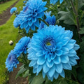 Glacier Blue