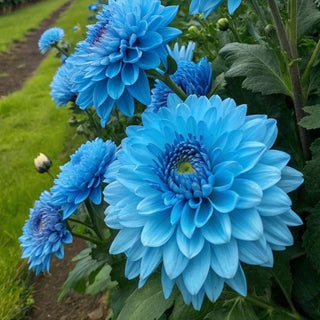 PetalCrown – Rare Double Bloom Dahlia Garden Flowers