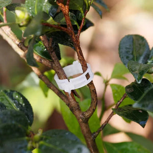 StemHold – Reusable Clips for Upright Plants