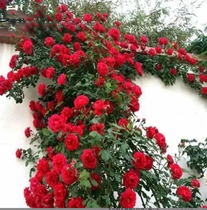 BloomHaven – Majestic Climbing Rose Seeds