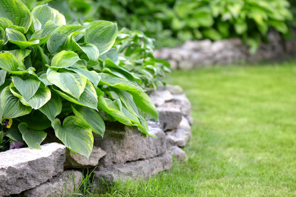 HostaHeaven – Rare And Exotic Hosta Seeds
