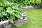 HostaHeaven – Rare And Exotic Hosta Seeds