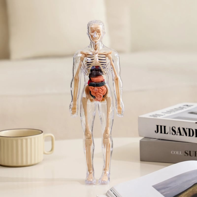 AnatoView – 3D Clear Body Structure Model
