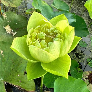 LotusBloom – Sacred Bonsai Bowl Seeds