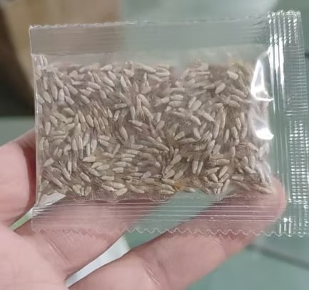 MeadowCharm – Premium Cornflower Seeds