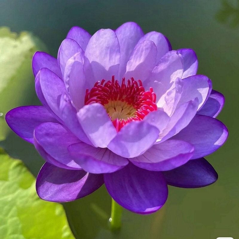 LotusBloom – Sacred Bonsai Bowl Seeds