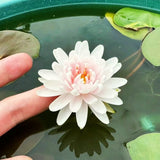LotusBloom – Sacred Bonsai Bowl Seeds