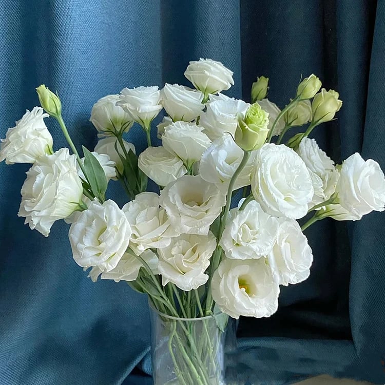 PetalSerenity – Premium Lisianthus Seeds