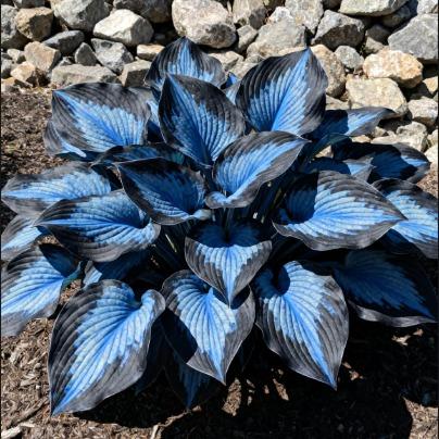 CalmBloom - Perennial Hosta Seeds for Soothing Green Corners