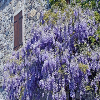 EndlessBloom – Cascading Garden Elegance