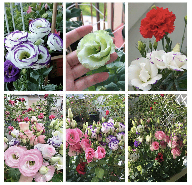 PetalSerenity – Premium Lisianthus Seeds