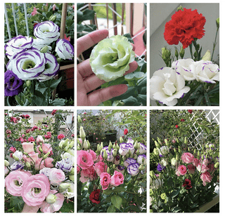 PetalSerenity – Premium Lisianthus Seeds