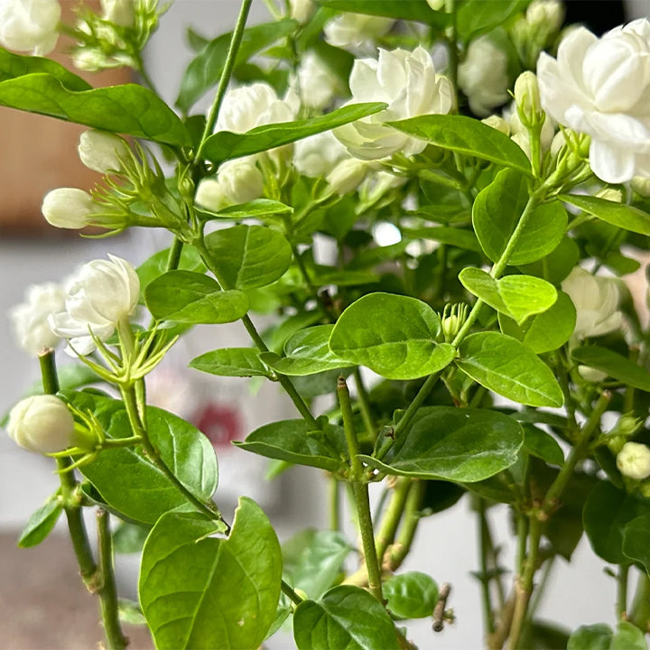 JasmineBliss – Fragrant Flower Seed Growing Kit