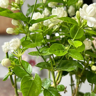 JasmineBliss – Fragrant Flower Seed Growing Kit