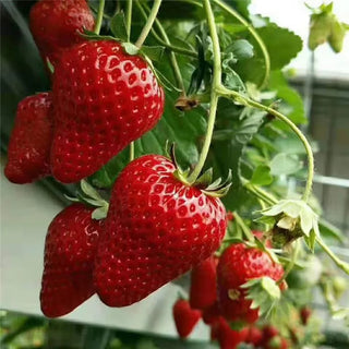 HarvestBerry – Garden Strawberry Seeds
