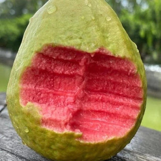🌱Guava seeds, suitable for potted plants, greenhouses and outdoor gardens