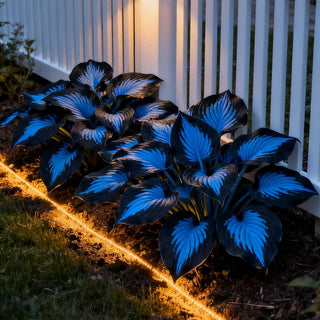 CalmBloom - Perennial Hosta Seeds for Soothing Green Corners