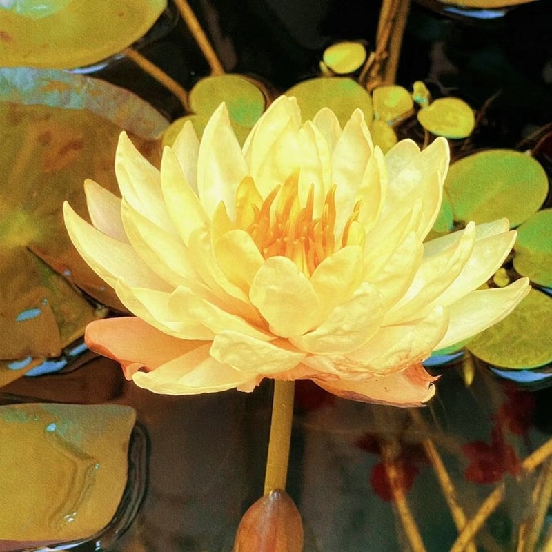 LotusBloom – Sacred Bonsai Bowl Seeds