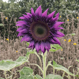 RoyalBloom - Purple Giant Sunflower Seeds
