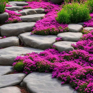 EcoCarpet – Creeping Thyme Lawn Cover Seeds