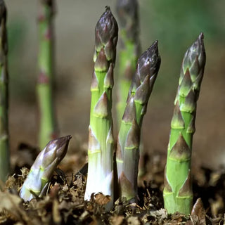 GardenPro – Perennial Tender Asparagus Seeds