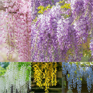 EndlessBloom – Cascading Garden Elegance