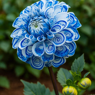 PetalCrown – Rare Double Bloom Dahlia Garden Flowers