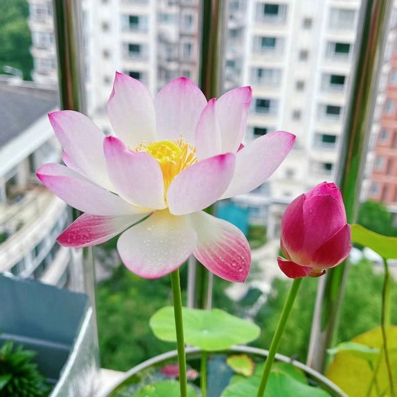 LotusBloom – Sacred Bonsai Bowl Seeds