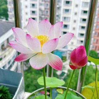 LotusBloom – Sacred Bonsai Bowl Seeds