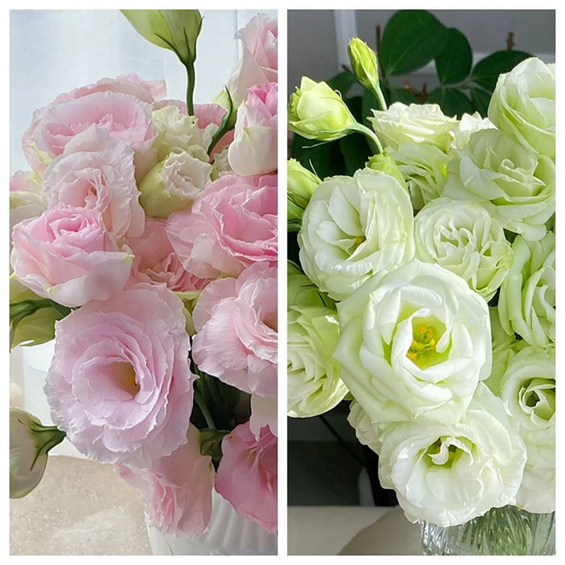 PetalSerenity – Premium Lisianthus Seeds