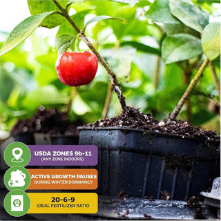 🍒 (New Harvest) Sweet Cherry Seeds 🌿Pre-Primed for High Germination (99% Germination)