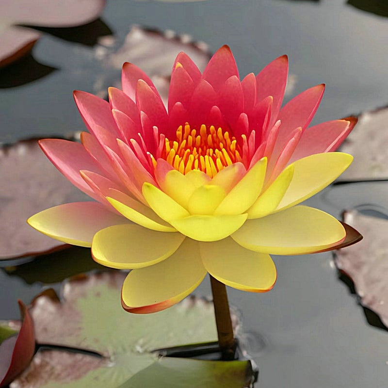 LotusBloom – Sacred Bonsai Bowl Seeds