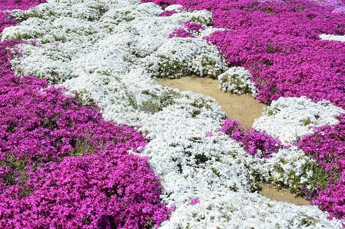 EcoCarpet – Creeping Thyme Lawn Cover Seeds