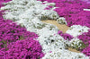 EcoCarpet – Creeping Thyme Lawn Cover Seeds