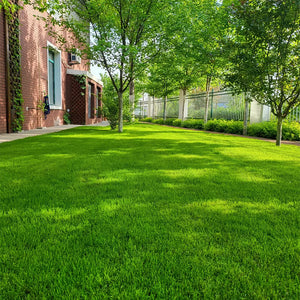 EverLawn – All-Season Green Grass Seed
